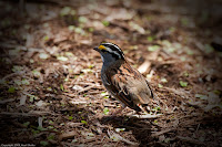 What Am I: I think this little guy is a henslow's sparrow, but I'm not sure. Either way he's a cutie! (1/320 sec @ f/4; 173mm)