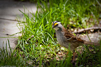 Gimme Food: Little guy out looking for some free snacks. (1/160 sec @ f/4; 173mm)
