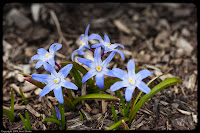 Easter Blooms: These little guys were just starting peek above the ground and spread their petals. They literally begged to be photographed! (1/125 sec@f/4.0; 50mm)