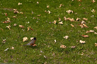 Robin on the Hunt: Isn't this guy so cute? Only one problem - the worms don't think so, and he's on the hunt for some tasty ones! (1/400 sec@f/2.2; 50mm)