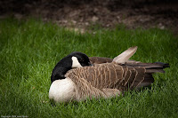 Trying to Sleep: (1/500 sec @ f/5; 200mm)