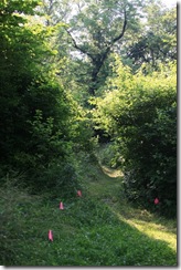 IMG_4767WV
