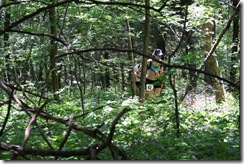 more trees