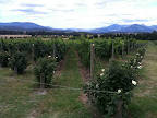 Jan 5 - Yarra Valley Vineyard