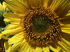Feb 7 - Sunflower