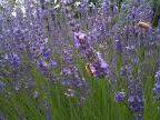 Feb 17 - Lavendar and Bees