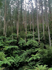 Feb 27- Rainforest gully