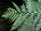 May 23 - Fern frond