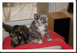 Margo-kittens-1