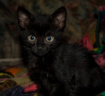 [black[8].jpg]