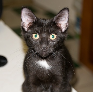 [black-head-shot[4].jpg]