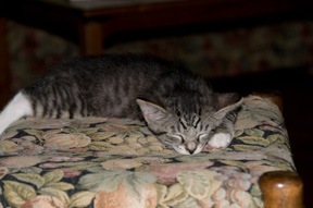 [sleeping[4].jpg]