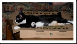 guarding-pizza