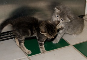 [babies-playing-frig[8].jpg]
