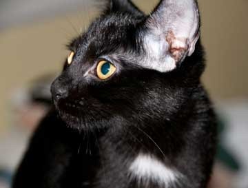 [black-kitten[4].jpg]