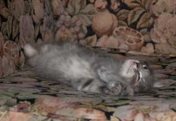 [gray-baby-asleep[6].jpg]