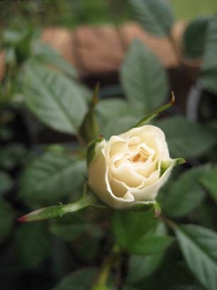 [Cream rose bud[4].jpg]