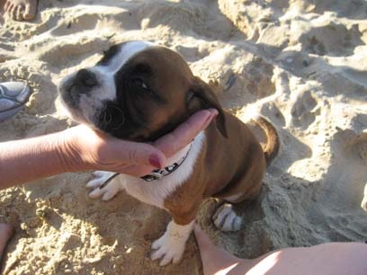 gorgeous boxer pup