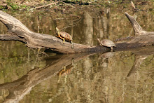 Turtles