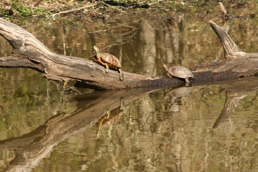 Turtles
