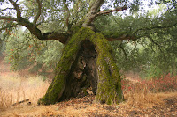 Ent2.JPG Photo