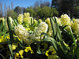 Yellow hyacinths