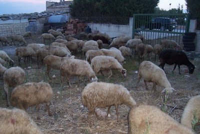 Image of Allevamento di ovini