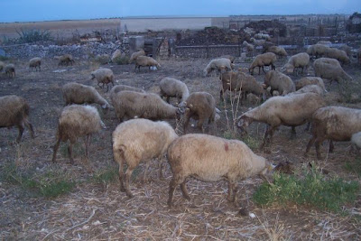 Image of Allevamento di ovini