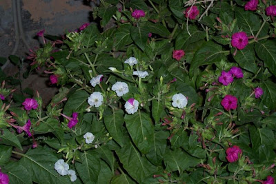Image of Bella di notte