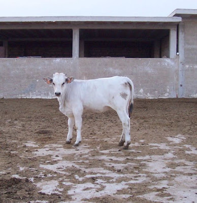 Image of Vitello