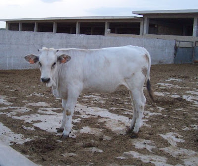 Image of Vitello