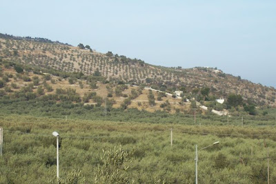 Image of Paesaggio garganico presso Mattinata