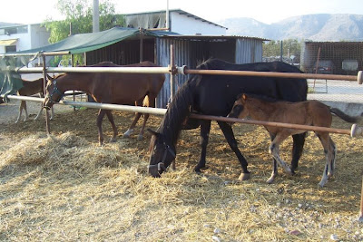 Image of Cavalli