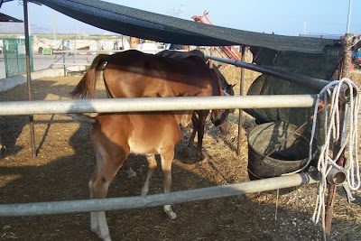 Image of Cavalli