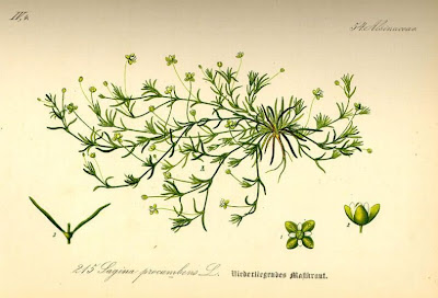 Sagina procumbens,
bird-eye pearlwort,
birdeye pearlwort,
birdseye pearlwort,
Niederliegendes Mastkraut,
planta-molhada,
procumbent pearlwort,
Sagina sdraiata,
sagine couch&eacute;e,
spreading pearlwort