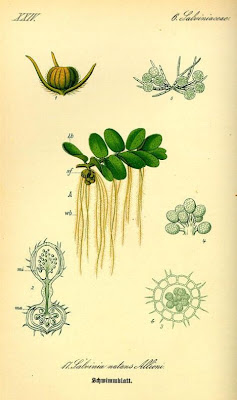 Eared watermoss