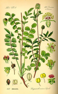 Garden burnet