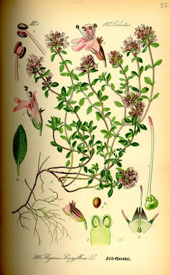 Thymus serpyllum L.