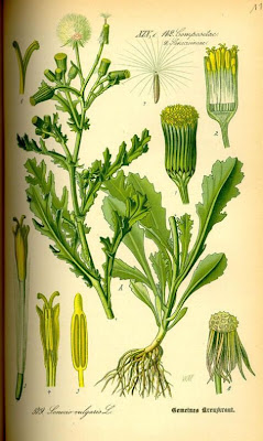 Calderina Calderina