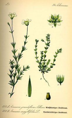 Arenaria serpillifolia Arenaria serpillifolia
