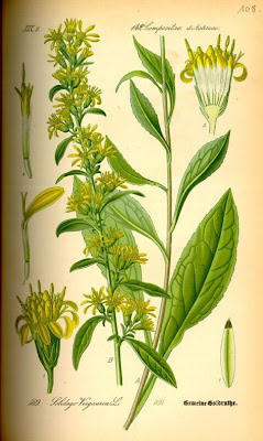 Woundwort