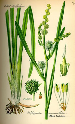 Simple-stem burr-reed Simple-stem burr-reed