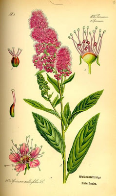 Bridewort Bridewort