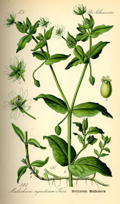 Centocchio acquatico