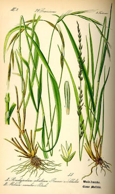 Brachypodium sylvaticum,
brachypode des bois,
lastón de los bosques,
Paléo silvestre,
slender false brome,
slender false bromegrass,
Tor Grass,
Waldzwenke Brachypodium sylvaticum,
brachypode des bois,
lastón de los bosques,
Paléo silvestre,
slender false brome,
slender false bromegrass,
Tor Grass,
Waldzwenke