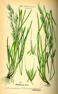 Avena pratensis