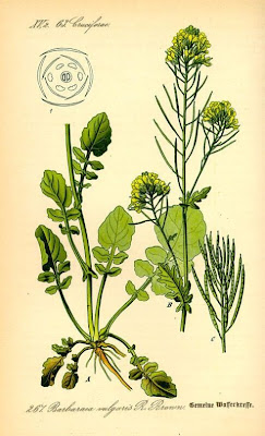 Barbaraea vulgaris Barbaraea vulgaris