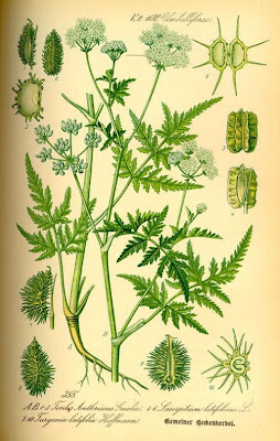 Cerefólio-de-cerca Cerefólio-de-cerca