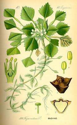 Caltrop