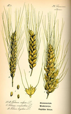 Grano duro